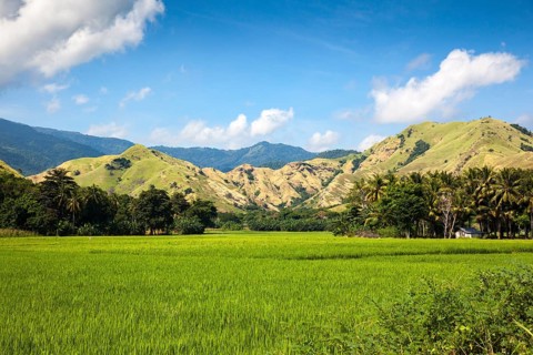 Rice fields and mountains
