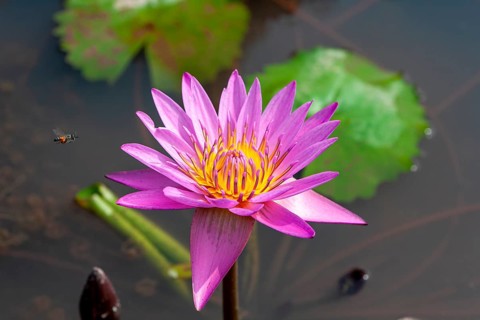 Red-flowered water lily