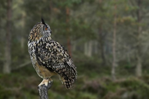 Eurasian eagle-owl