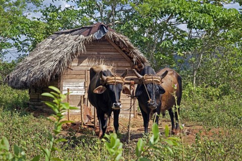 Team of oxen in front of hut at tobacco plantation in the Vinales Valley