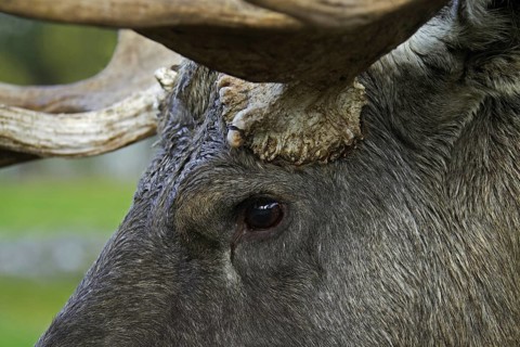 Moose