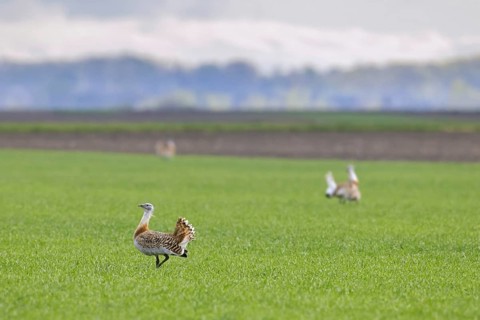 Great bustards