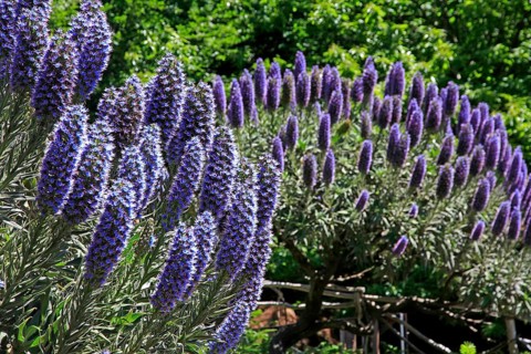 Madeira viper's bugloss