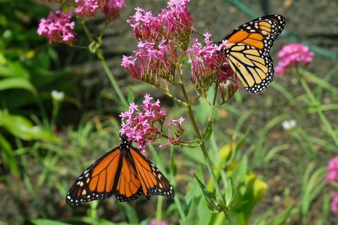 Monarch butterfly
