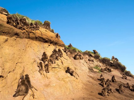 Gelada baboons