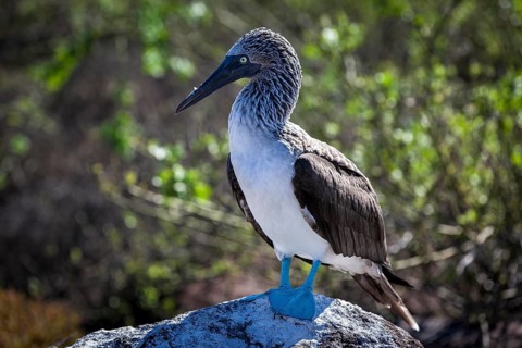 Blue-footed Booby