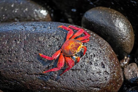 Red rock crab