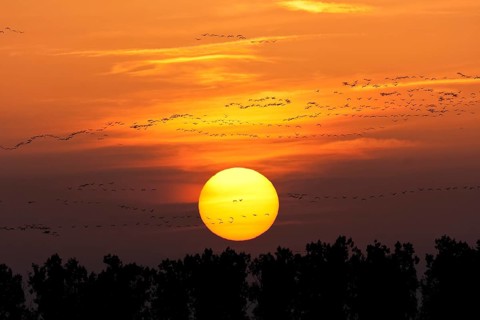 Cranes in the evening sun
