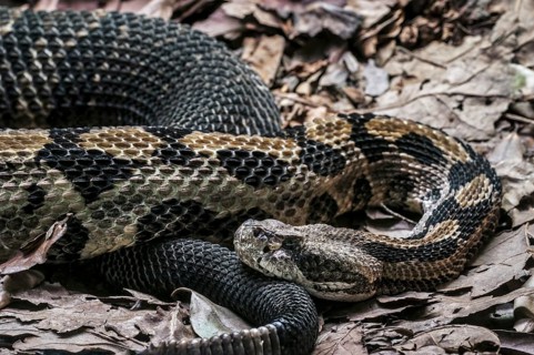 Timber rattlesnake