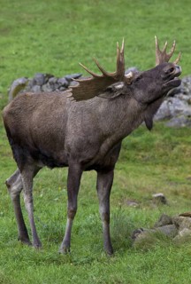 Moose