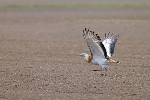 Great bustard