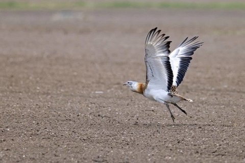 Great bustard