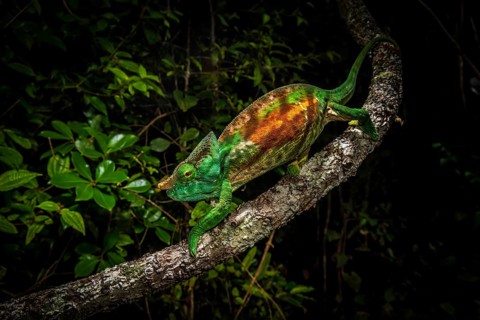 Parson's chameleon subspecies