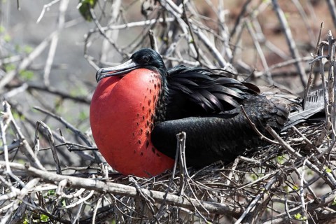 Frigatebird