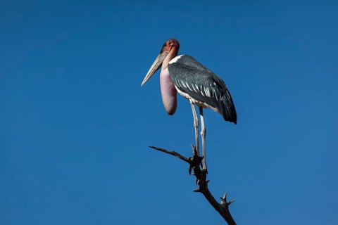 Marabou stork