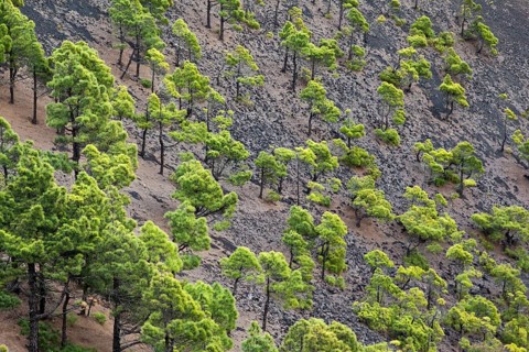 Conifers in the Teneguia volcanic crater