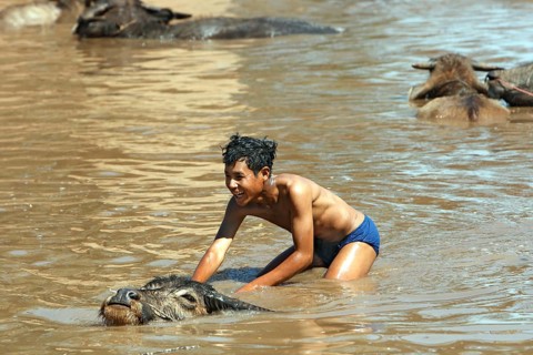 Young on water buffalo in lake