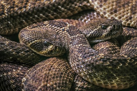 Two Western diamondback rattlesnakes