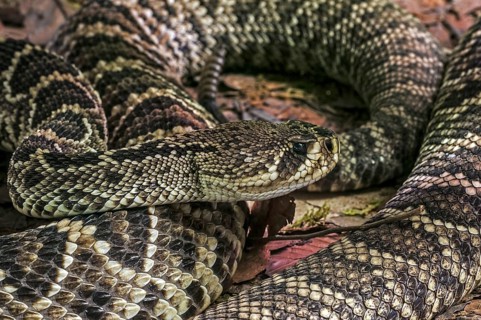 Eastern diamondback rattlesnake