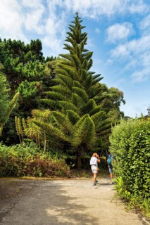 Monumental star pine