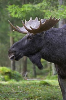 Moose