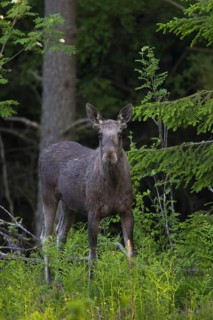 Moose