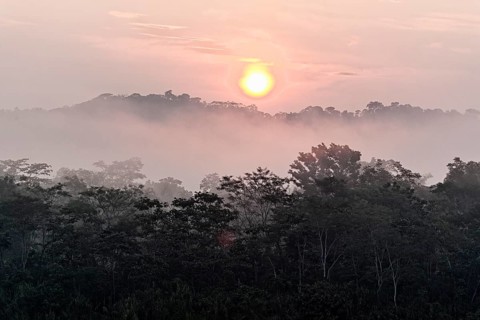 Morning mist over the jungle