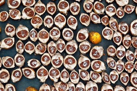 Betel nuts