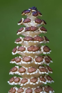 Field horsetail