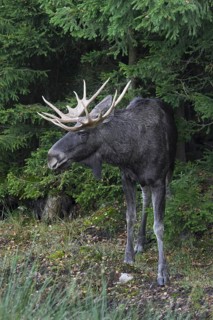 Moose