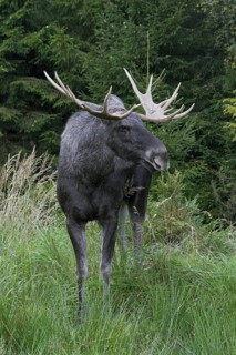 Moose