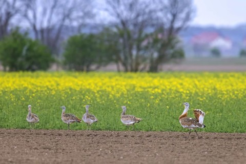 Great bustard