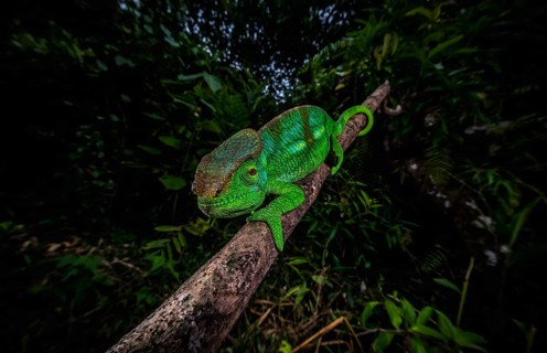 Parson's chameleon male