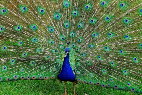 Indian peafowl