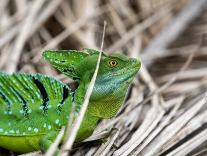 Plumed basilisk