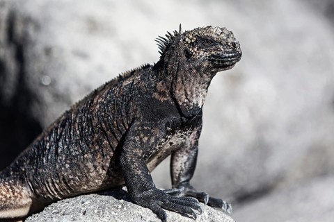 Marine iguana