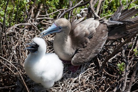Red-footed Booby