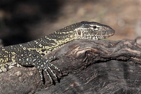 Nile monitor