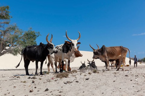 Zebus or humped cattle