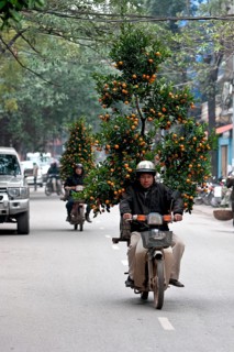Man transports New Year tree on motorbike