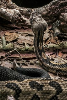 Timber rattlesnake
