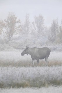 Moose