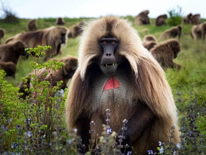 Gelada baboon