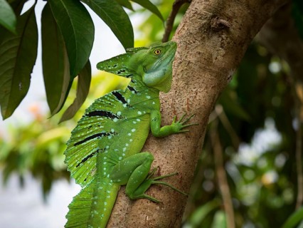 Plumed basilisk
