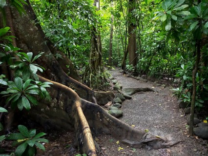 Path through Carara National Park