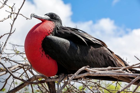 Magnificent Frigatebird