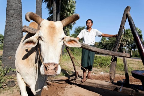 Man and cattle pressing peanut oil