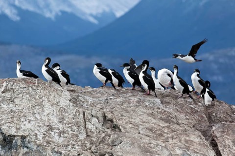 Imperial shags