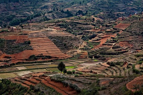 Terraces near Fianarantsoa