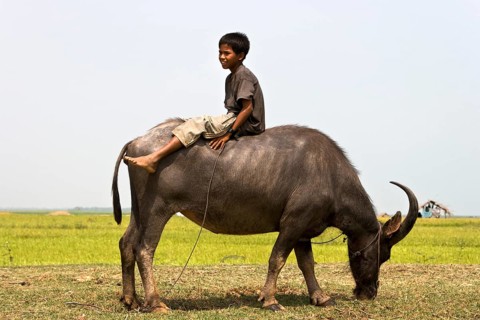 Young on water buffalo